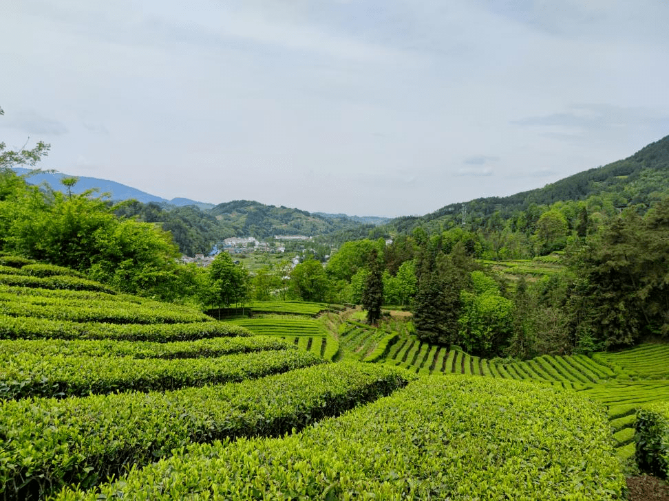 汉中特色农产品汉中仙毫