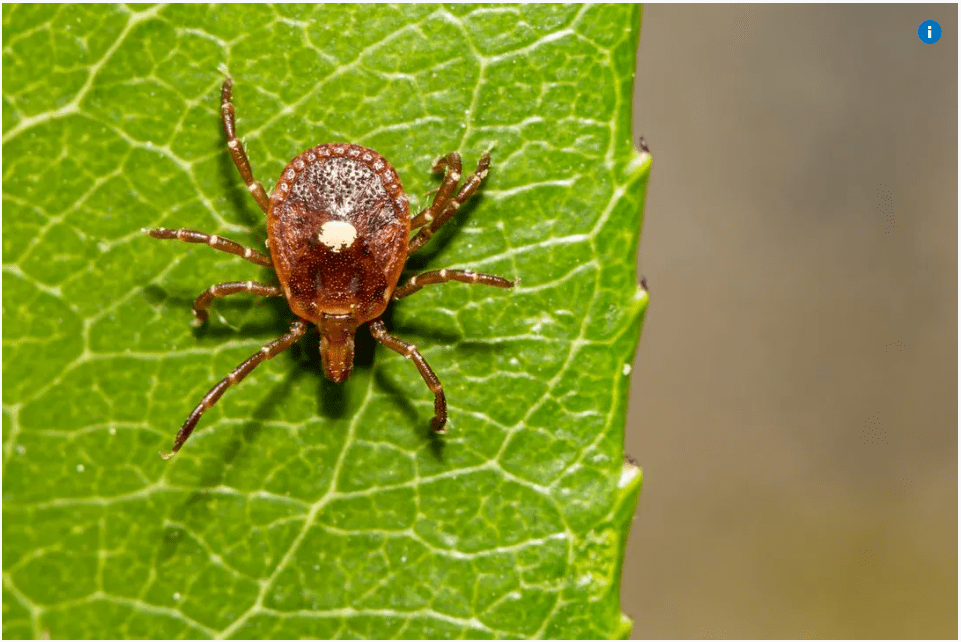 小心这种虫子!加拿大女子被咬后终身不能吃肉了!