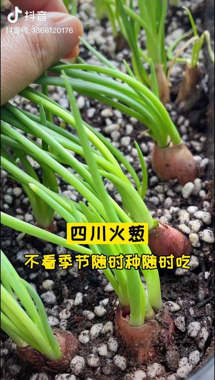 不看季节随时种不看时间随时吃这就是四川火葱