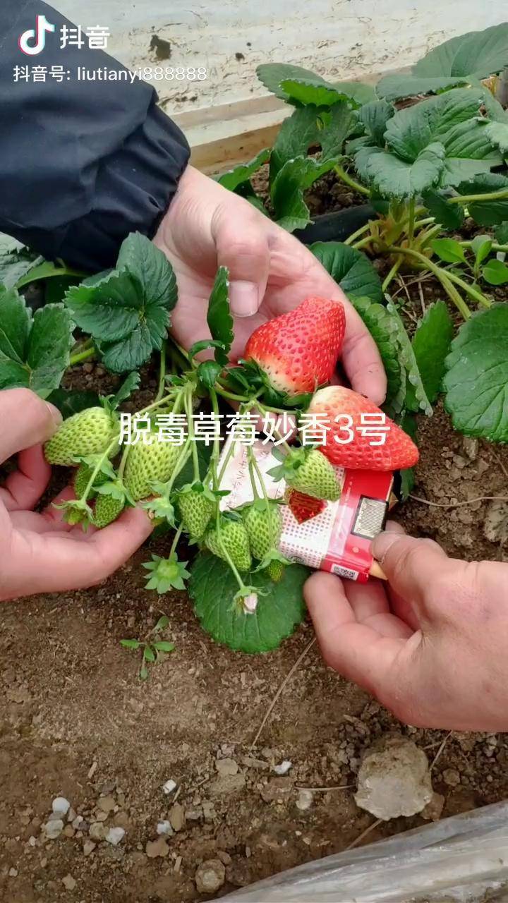 妙香三号草莓简介图片