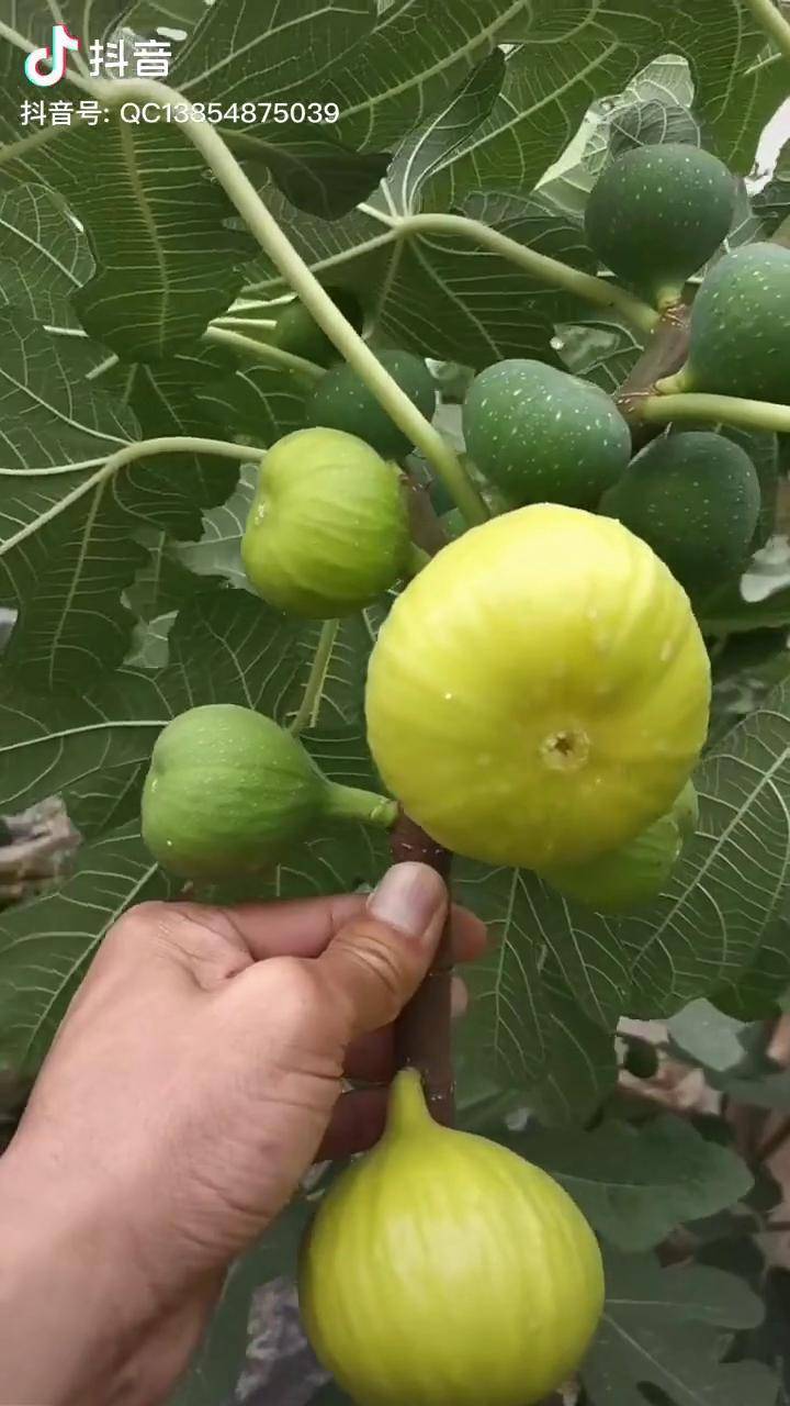 金傲芬无花果成熟后果皮金黄,果大口感纯甜无花果苗金傲芬无花果波姬