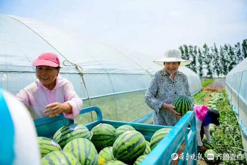 西瓜變身致富果馬莊鎮西瓜豐收畝產過萬斤