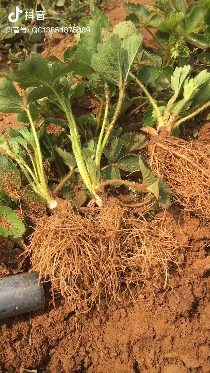 草莓种苗草莓苗育苗基地秋后大量批发草莓苗生产苗草莓苗启程农业