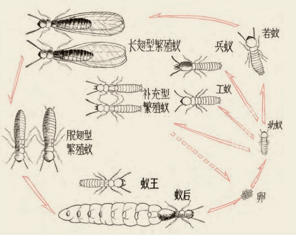 白蚁是一种社会性昆虫,巢群中个体间等级森严,不同类型的白蚁各司其职