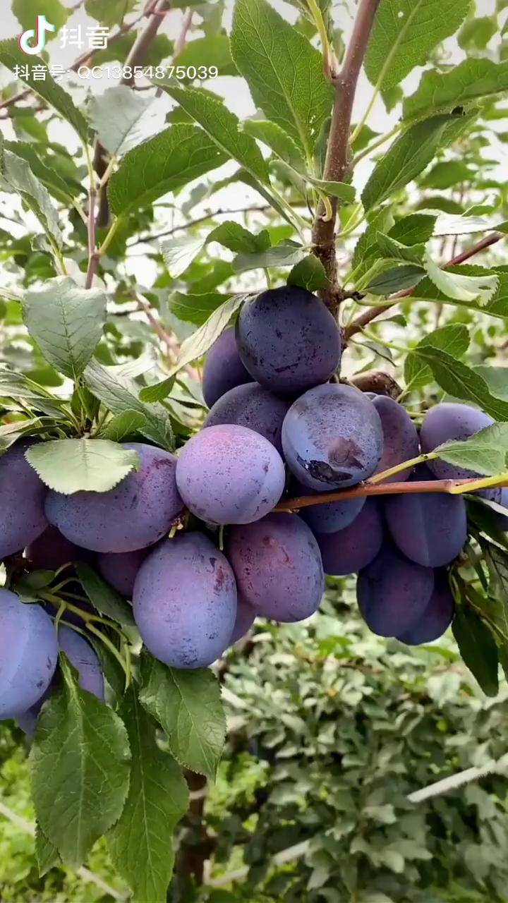 这是什么水果有认识的吗带你看三农启程农业科技西梅李子苗