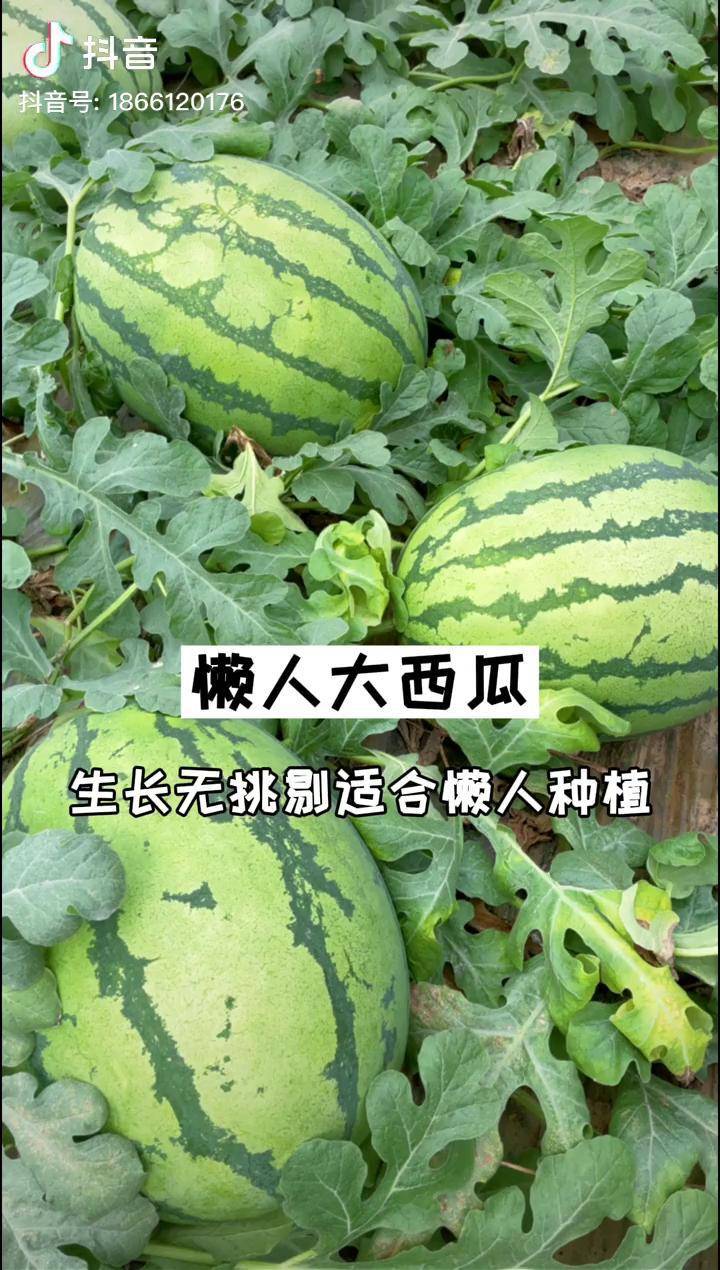 懶人也能種西瓜它就是懶漢西瓜不用整枝省人工懶漢西瓜