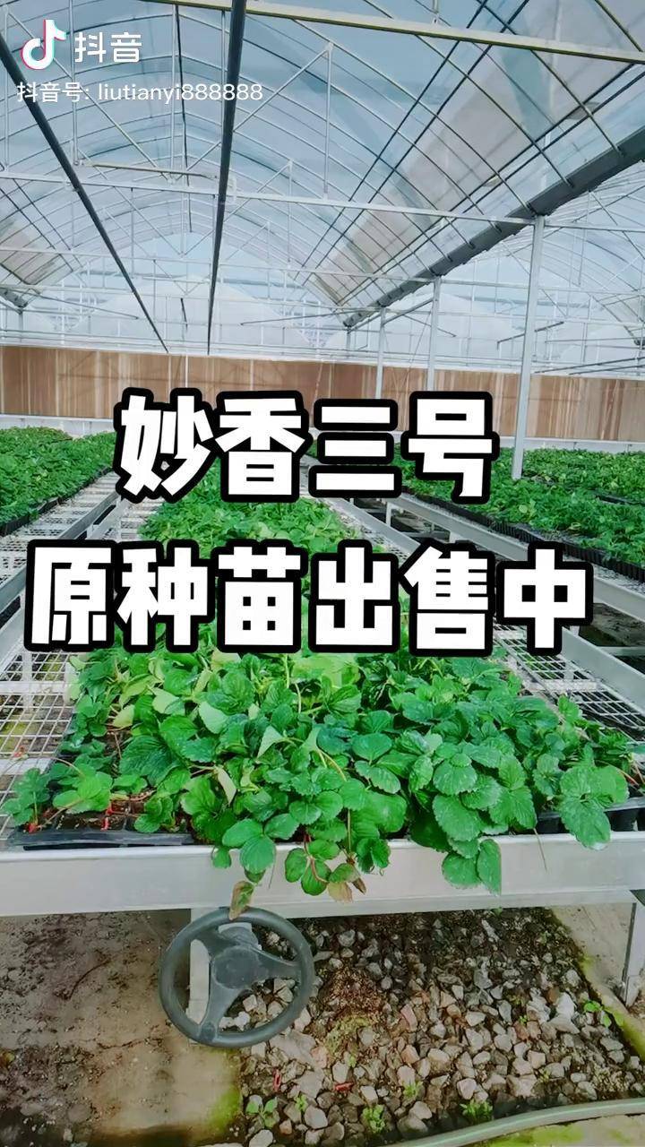 妙香三号母苗出售中草莓苗妙香三号妙香三号草莓苗感谢抖音我要上热门