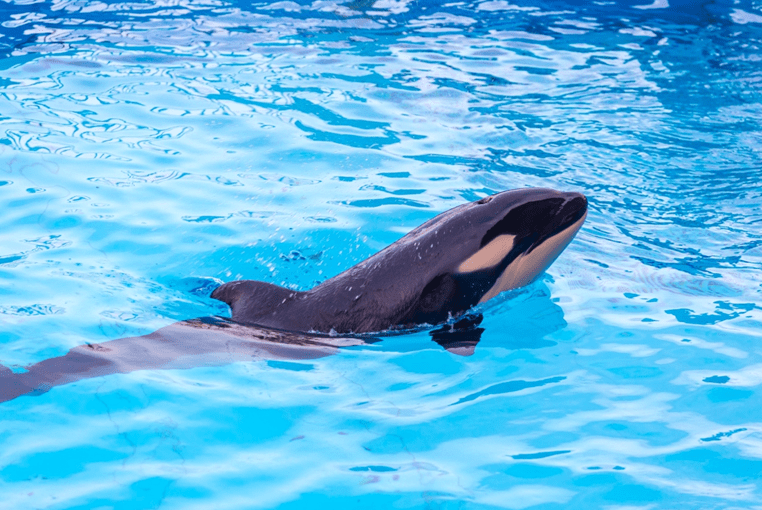 新生美好儂好小虎鯨海昌海洋公園虎鯨寶寶首次曝光