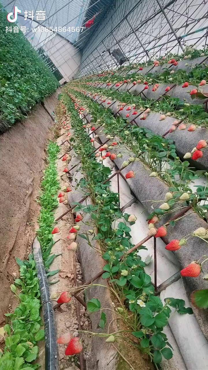 温室大棚利用后墙立体栽种效果草莓苗 草莓苗种植 草莓苗育苗基地_后