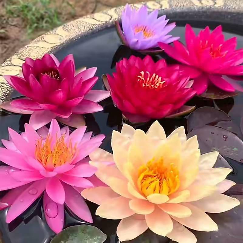 3种喜水花卉只要多浇点水叶子碧绿养眼开花仙气十足