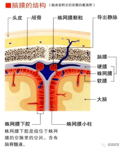 腦部構造大腦基底核小腦和腦幹內容節選自:《3d人體解剖圖》唐曉豔 譯