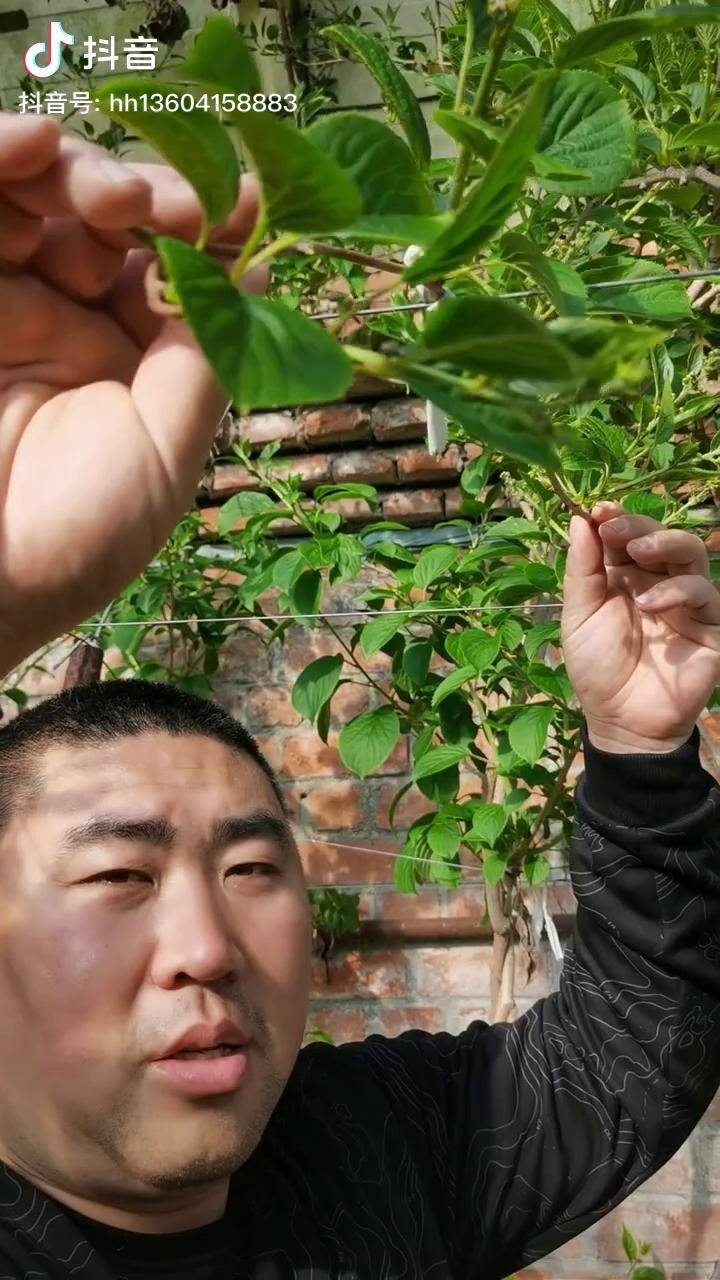 说了多少遍了软枣猕猴桃雌雄异株分公母的公树只开花不结果授粉用的