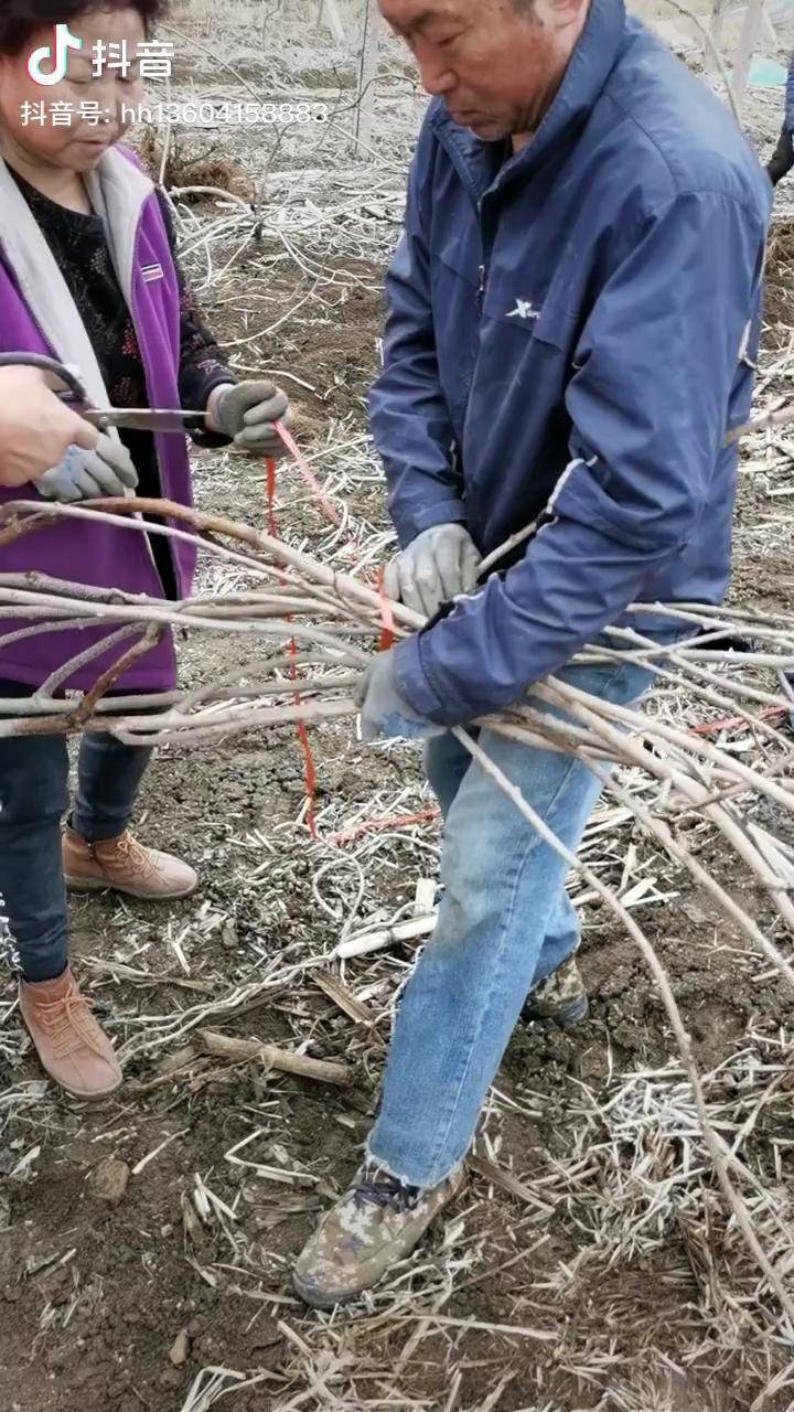 軟棗獼猴桃五年結果大樹栽植需要剪枝農業種植致富項目奇異莓dou小