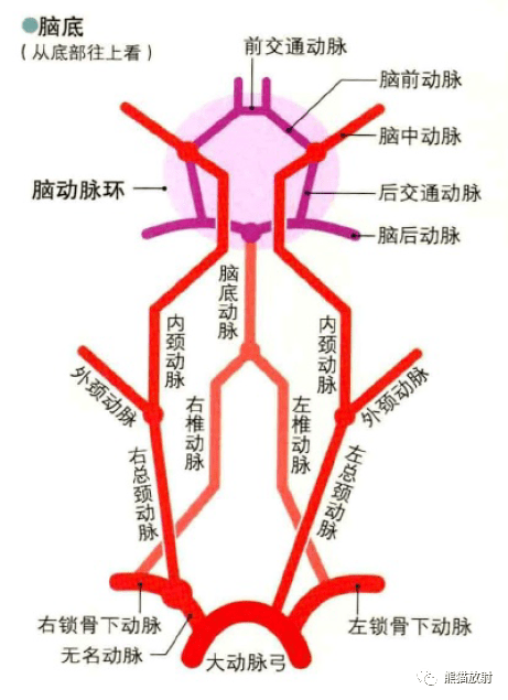 头颅脑血管解剖图图片