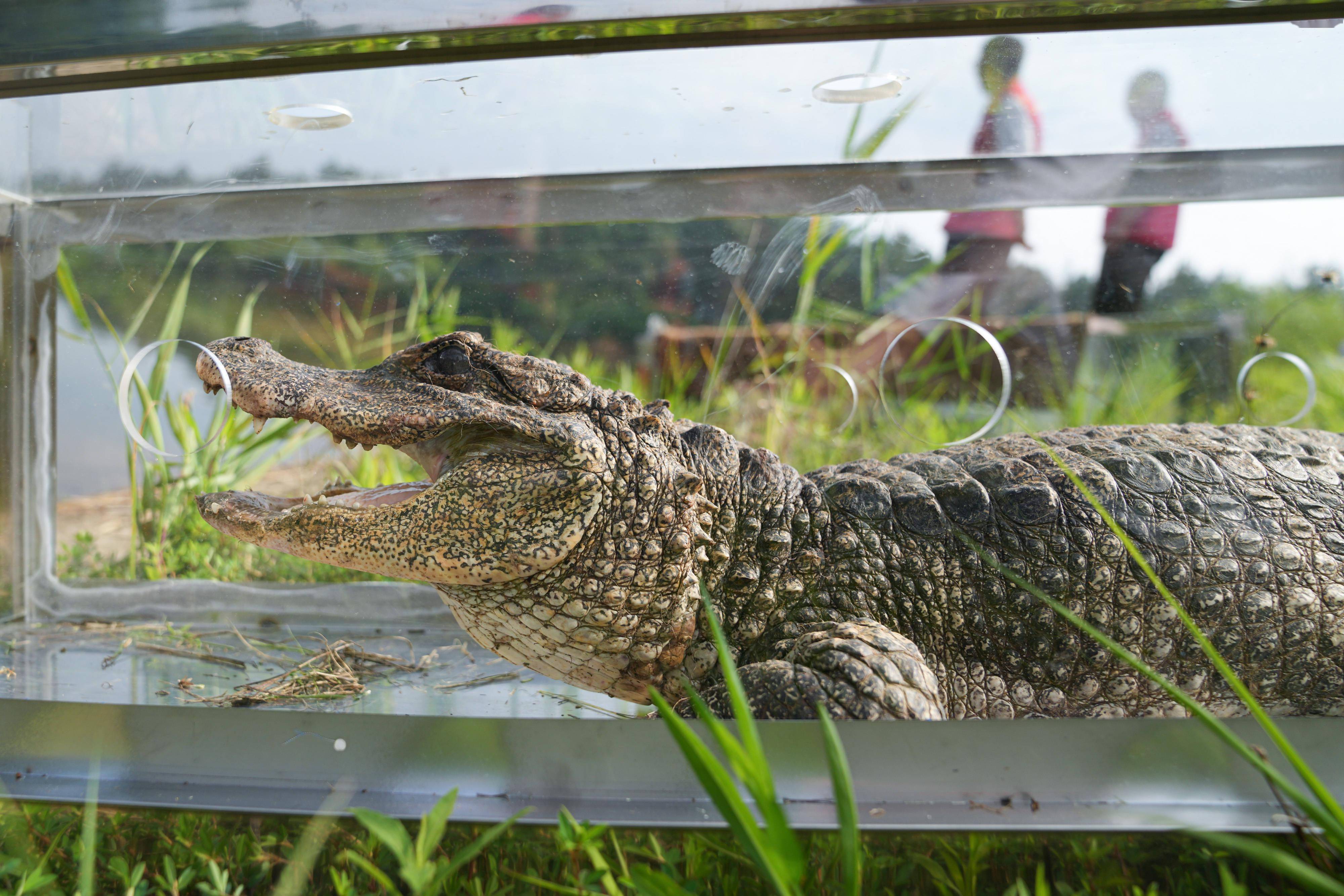 科技范儿"活化石"归隐田园_扬子鳄_郎溪_安徽