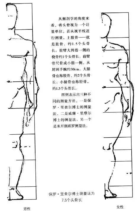 伯裡曼——人體結構繪畫教學_篇章_文字_關係