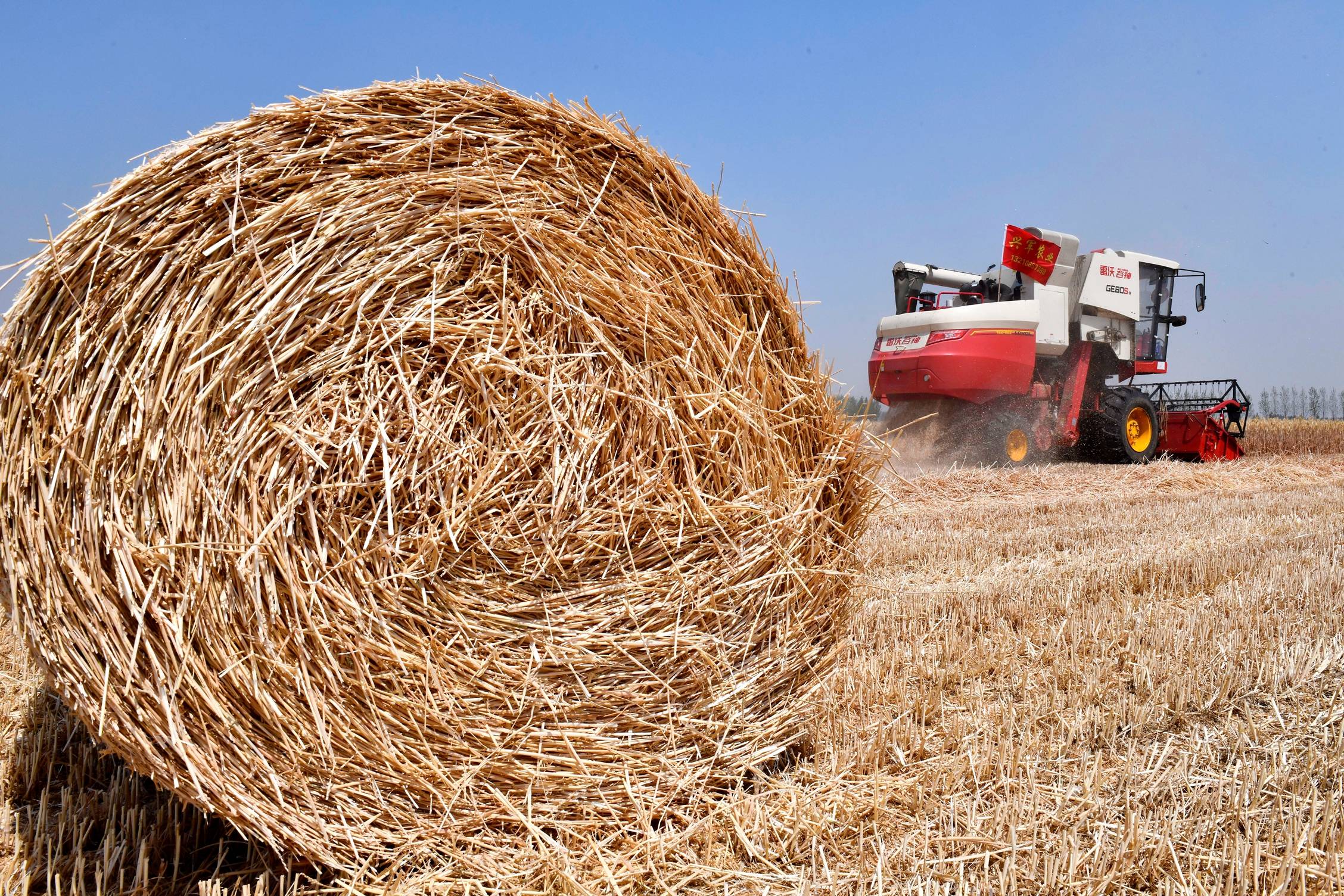 新华全媒山东努力让夏收小麦颗粒归仓