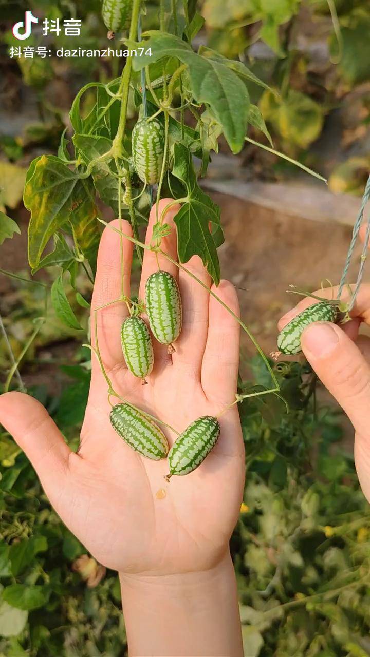拇指西瓜来了,它只有拇指大小,小巧可爱,脆甜多汁种植 dou 小助手