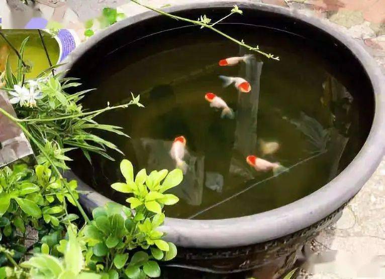古法养鱼选盆及饲养方法