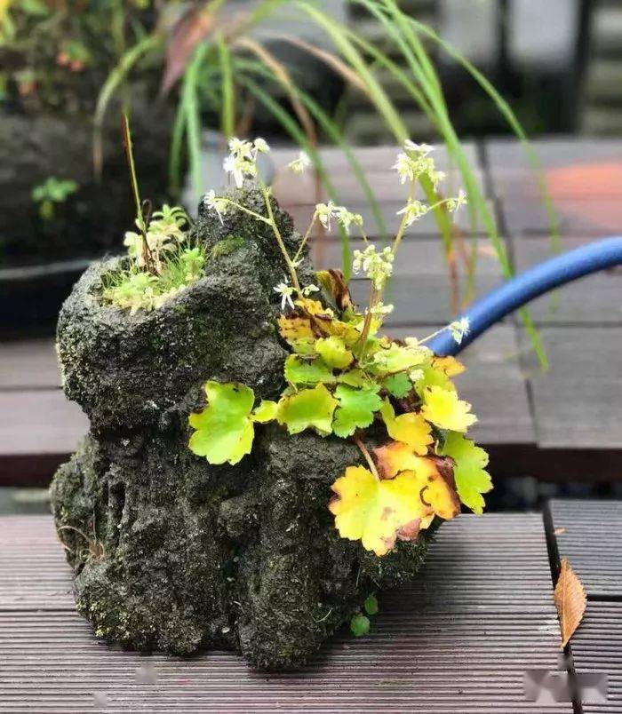 2017ada水草造景大赛参赛作品《生长于野》,造景师的生活.