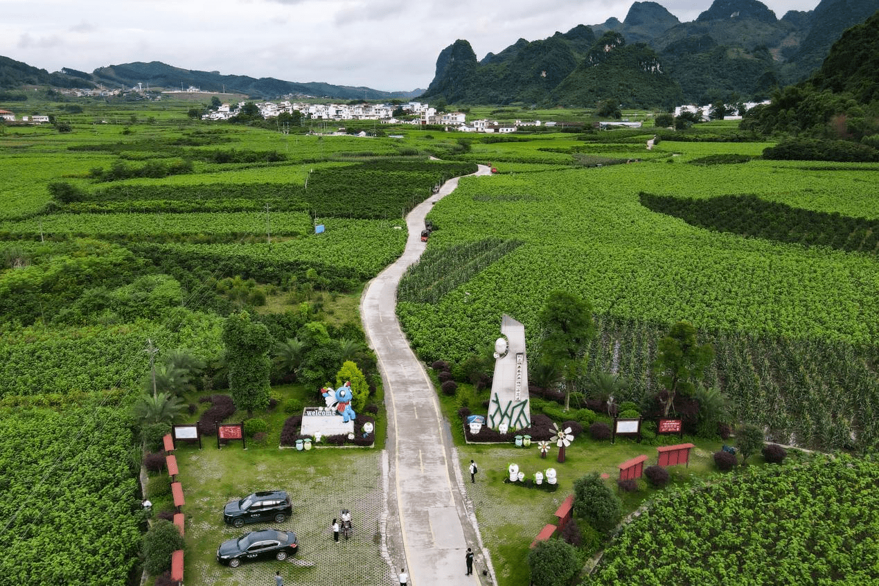 該示範區位於宜州區德勝鎮上坪村,核心區的桑園面積有3000多畝,惠及