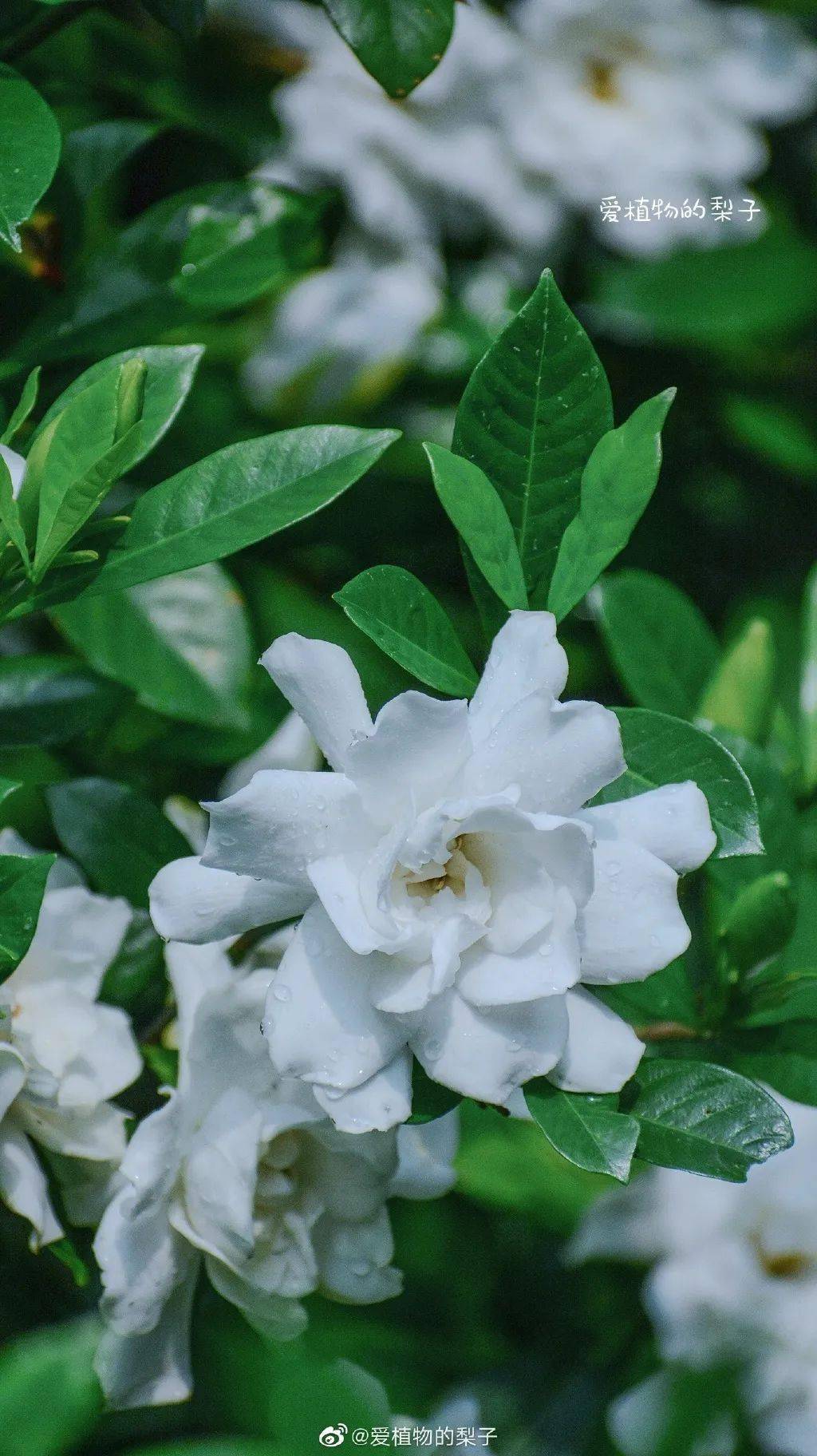 夜读| 你给的温柔,是晚风吹来的诗意_插花_栀子_供养