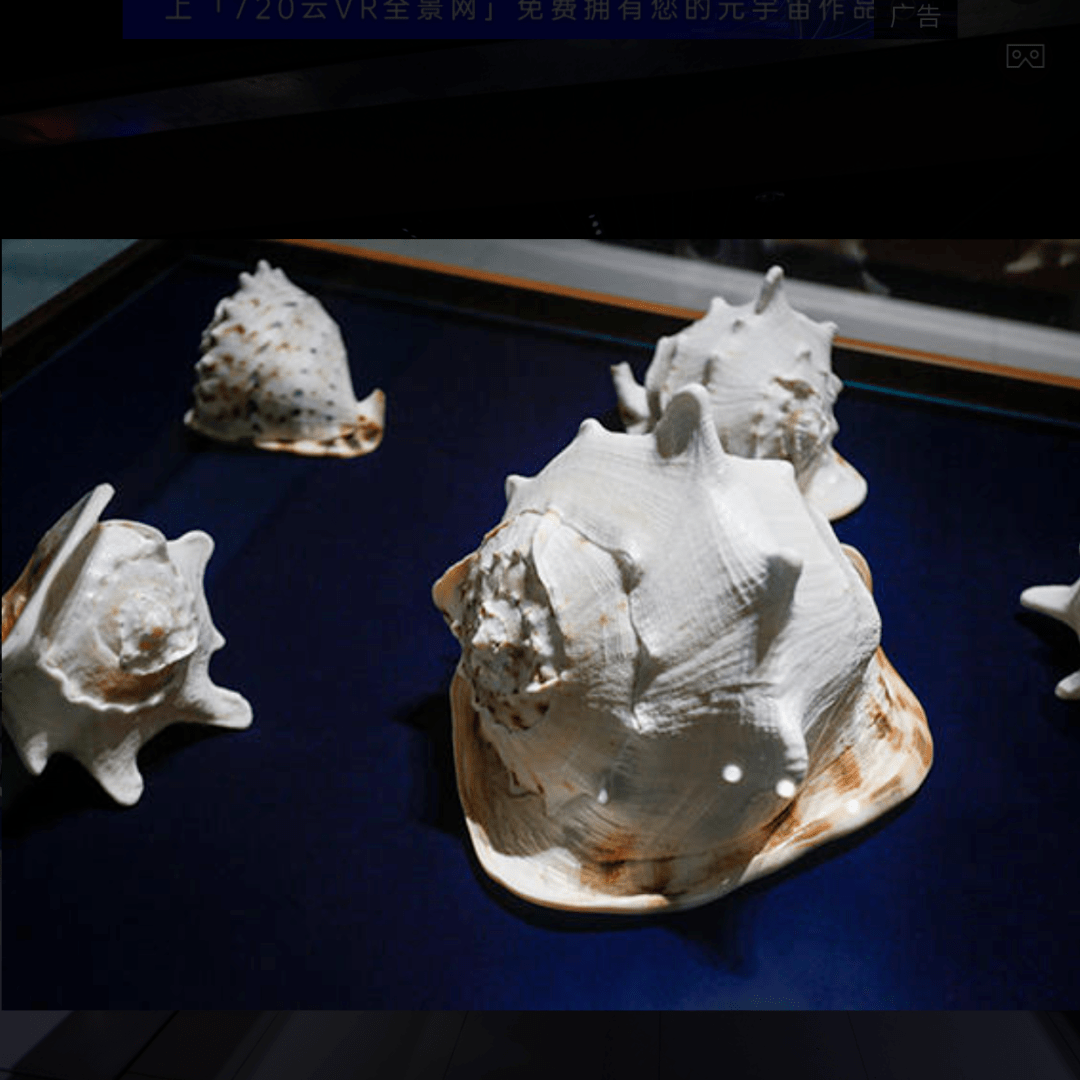 青岛西海岸的贝壳博物馆---收藏海洋的美梦_翁戎_化石_文玩