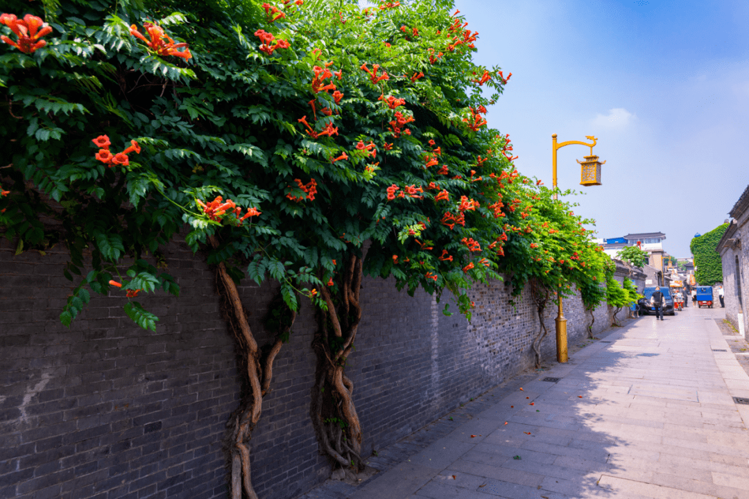 端午打卡藏在扬州老城区的凌霄花墙又美又长