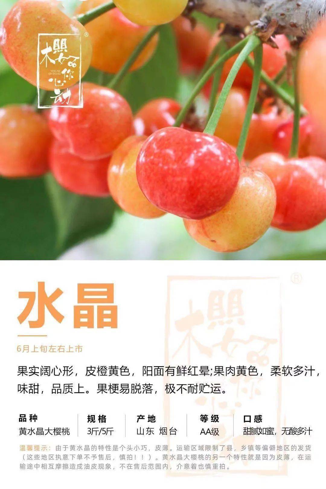 山东黄水晶大樱桃,个个爆汁,比红樱桃口感更佳!_品种_烟台_包装