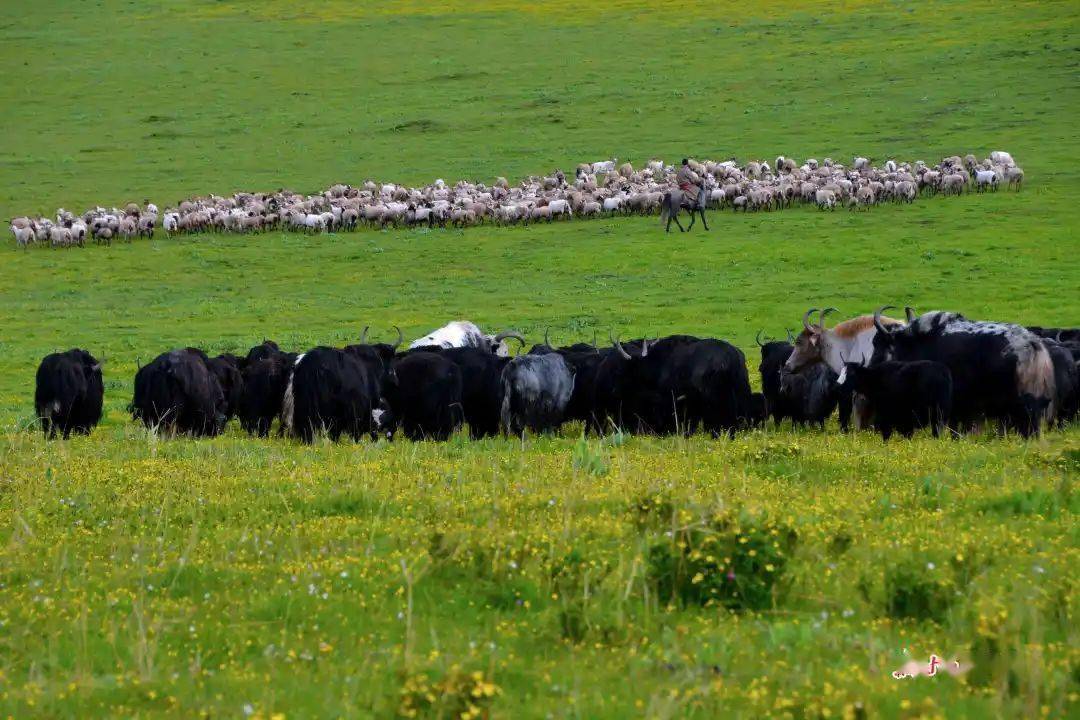 五无甘南推动牦牛特色产业高质量发展高原之舟变增收之宝