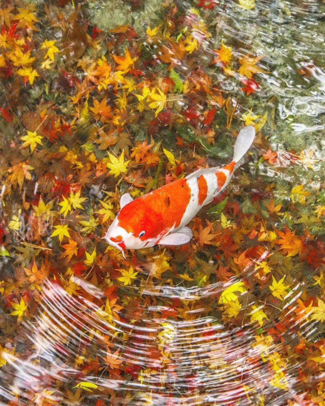 送您七彩锦鲤祝您富贵吉祥