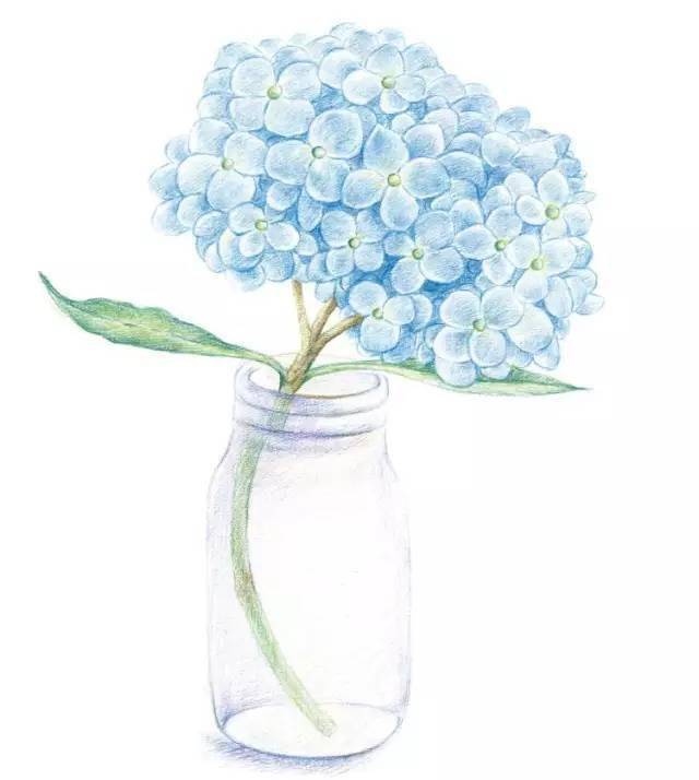 彩铅 | 教你画超美的绣球花