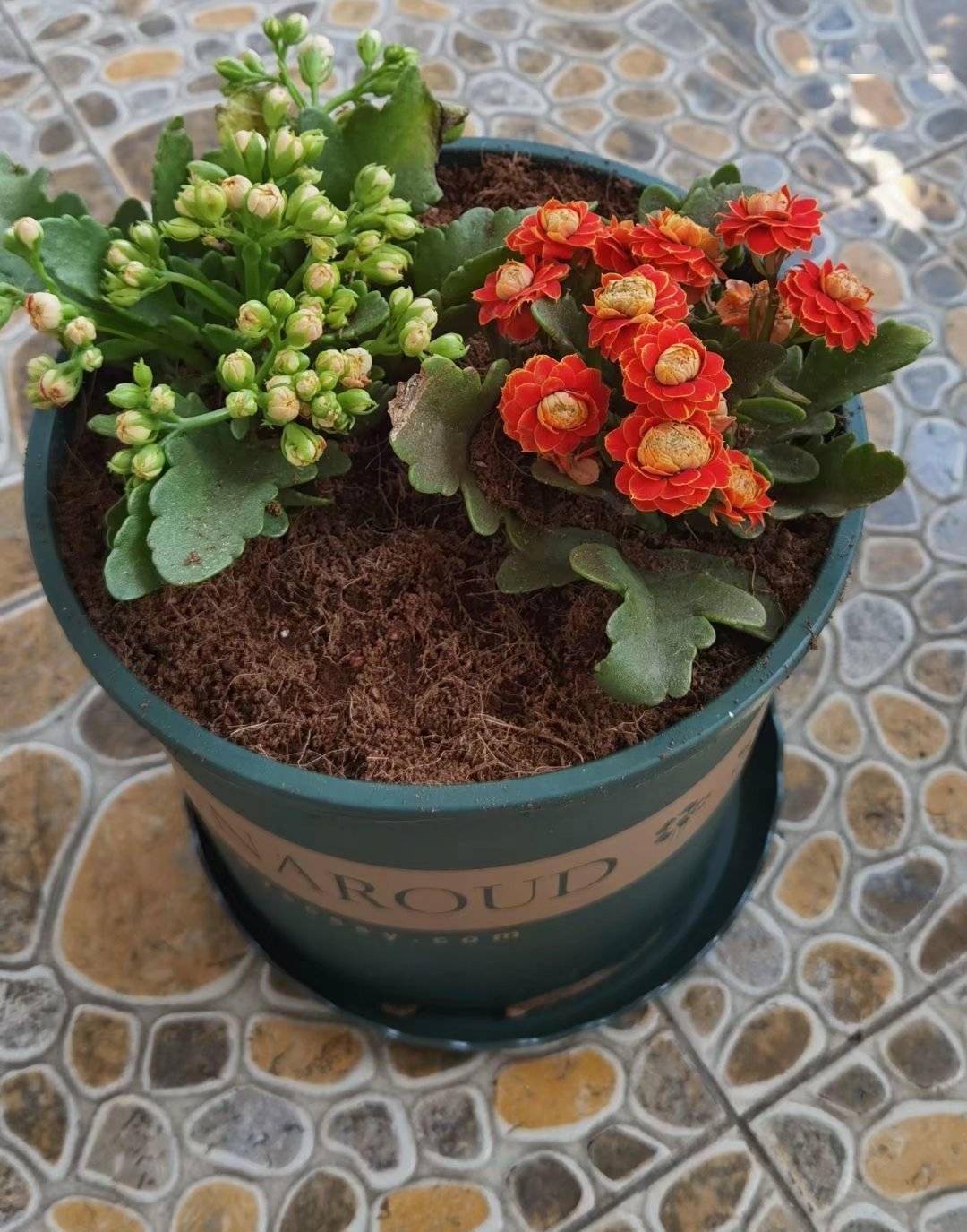 夏天养长寿花3件事不要做状态好顺利度夏花期开满花