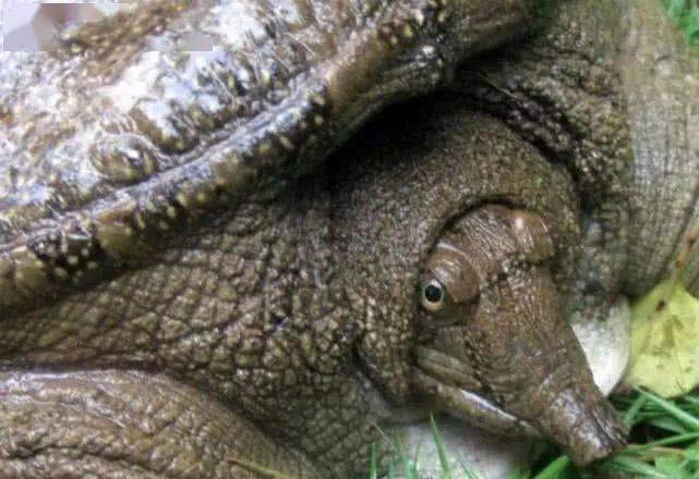 民间渔人的绝技"打甲鱼"一根钓竿,一条编织袋,一钓一个准_钓友_水面