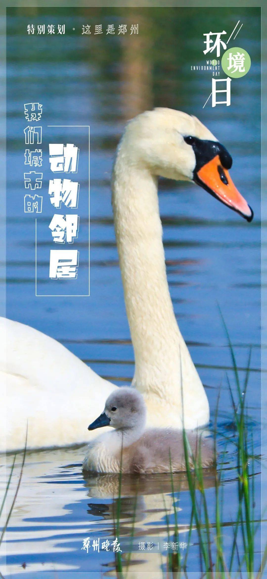 六五环境日丨这里是郑州我们的动物邻居