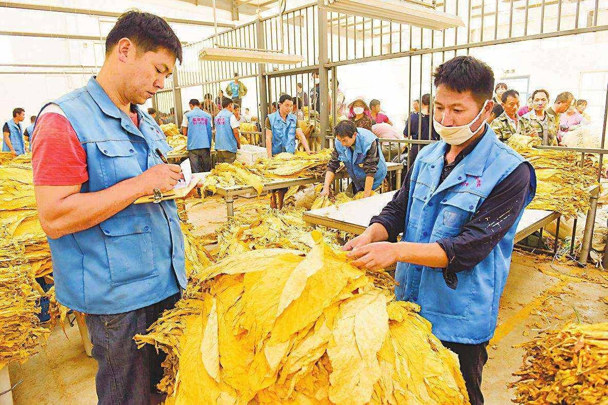 云南玉溪投资50万搞烟叶种植今税利120亿财政八成来自烟草