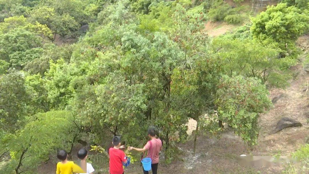 記者來到汕頭市潮陽區金灶鎮金溪村,花園嶺漫山遍野的楊梅樹鬱鬱蔥蔥