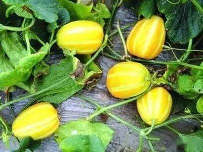 到底是浜瓜还是崩瓜兼谈老浜老头浜老浜瓜的由来