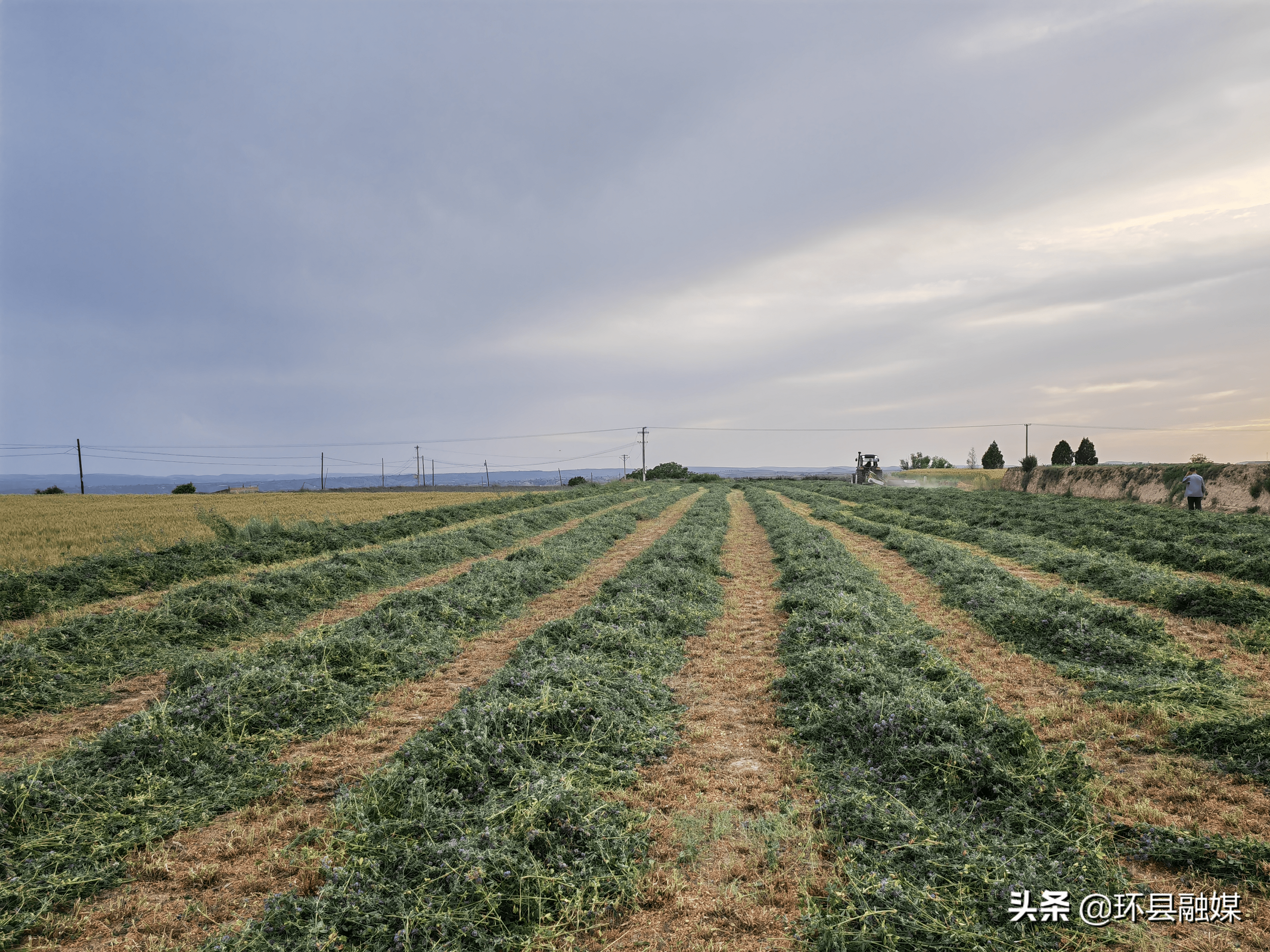 紫花苜蓿收割方法图片