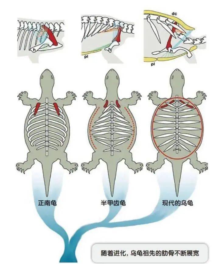 乌龟骨骼结构图图片