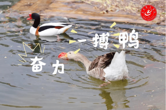 坚持到底鸭沉着冷静鸭并肩作战鸭振翅高飞鸭成功上岸鸭愿现在所有的