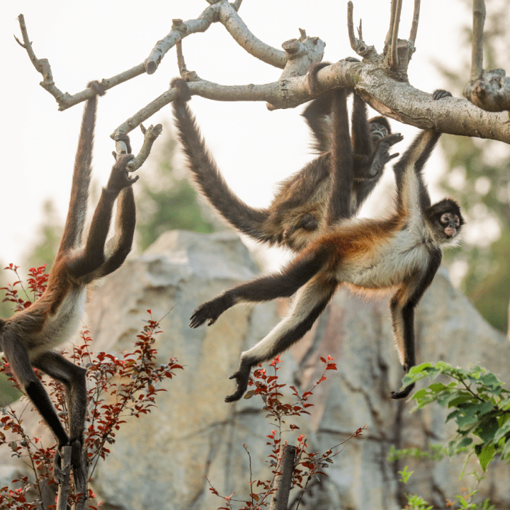 嘟嘟黑掌蜘蛛猴家族中的美少女