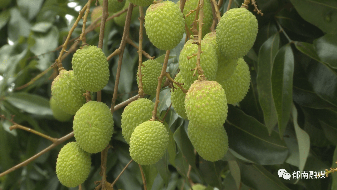 东坝镇 状元红 荔枝丰收在望 石村 冼运龙 种植