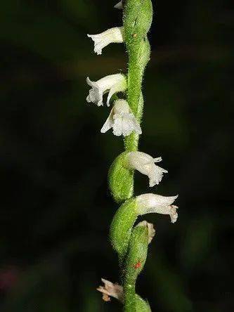 全世界最小的兰花竟然是草地杂草