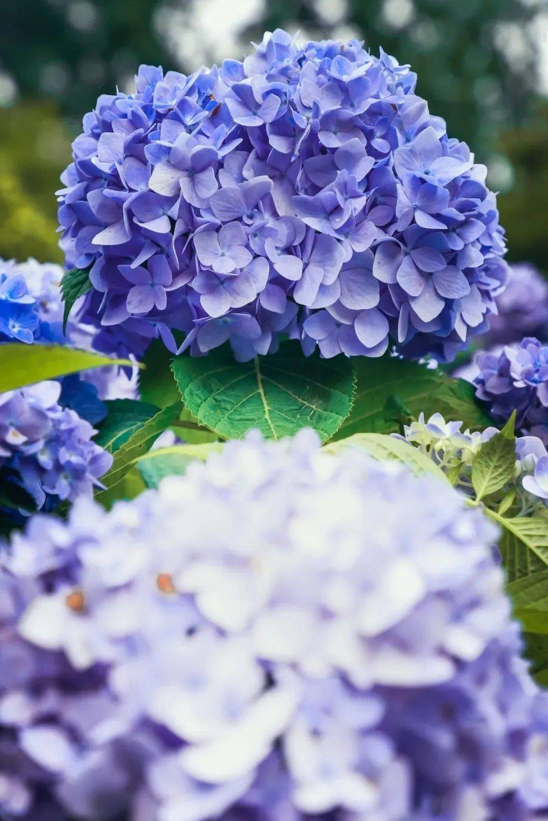 花萼而是由一朵朵小花组成的大型花序彩色的大绒球不是一朵花绣球又名