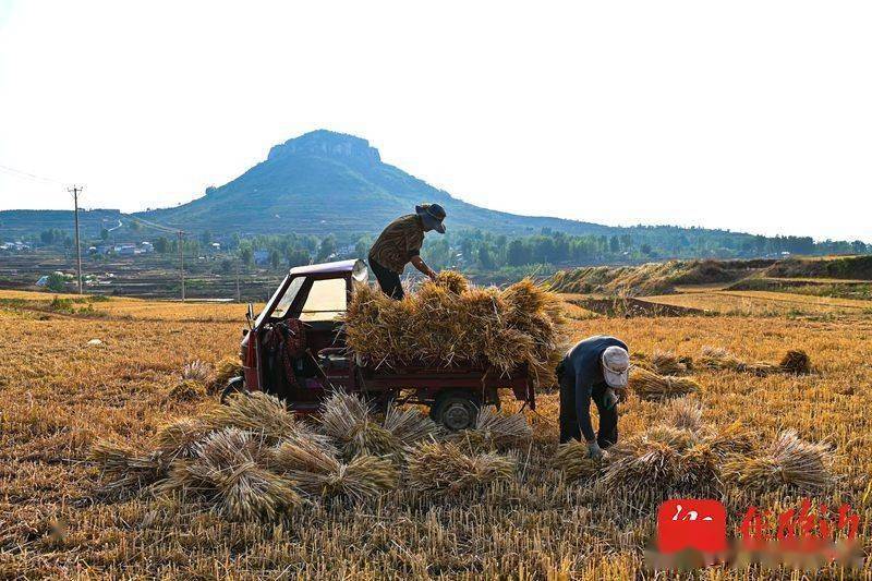 临沂费县柱子山下麦子熟了