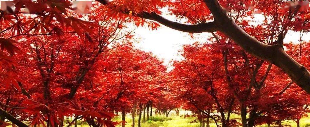 经典田园综合体案例集锦开云体育 Kaiyun.com 官网入口(图6)