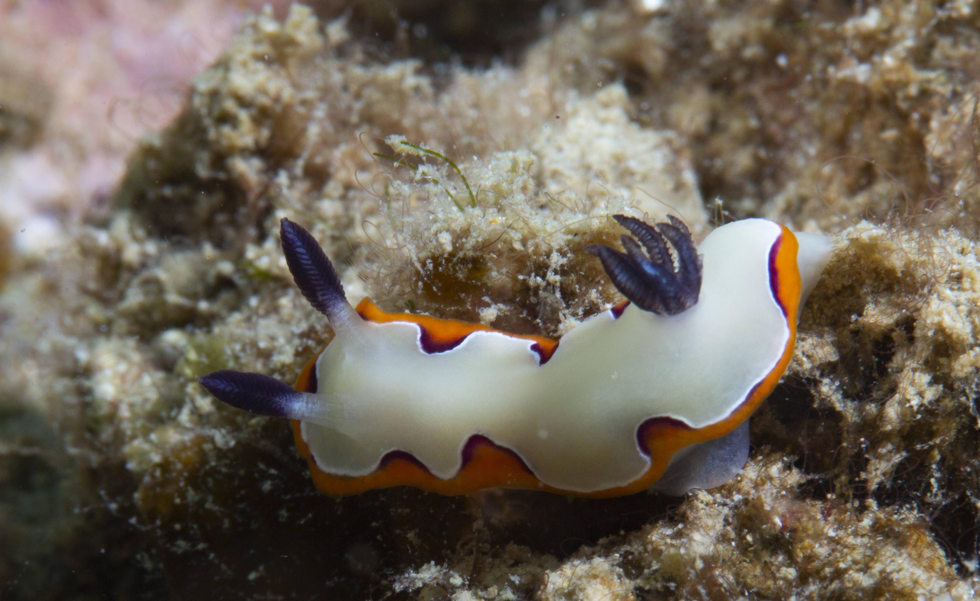 海洋日海底植树造林守护一片蔚蓝