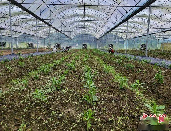 海南五指山野菜从山野采摘走向大棚种植_王晓斌_资源_驯化