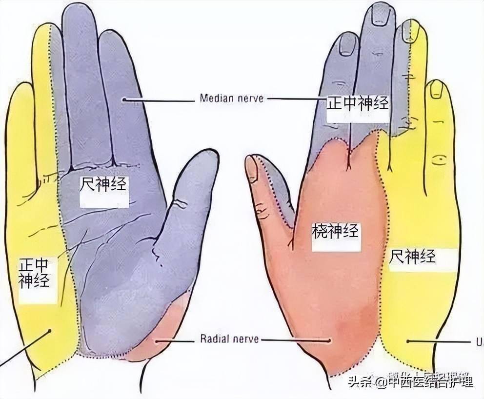 手部血管神经解剖图解图片